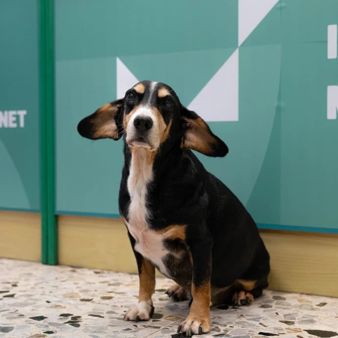 Cesare, Mascotte di MP Informatica